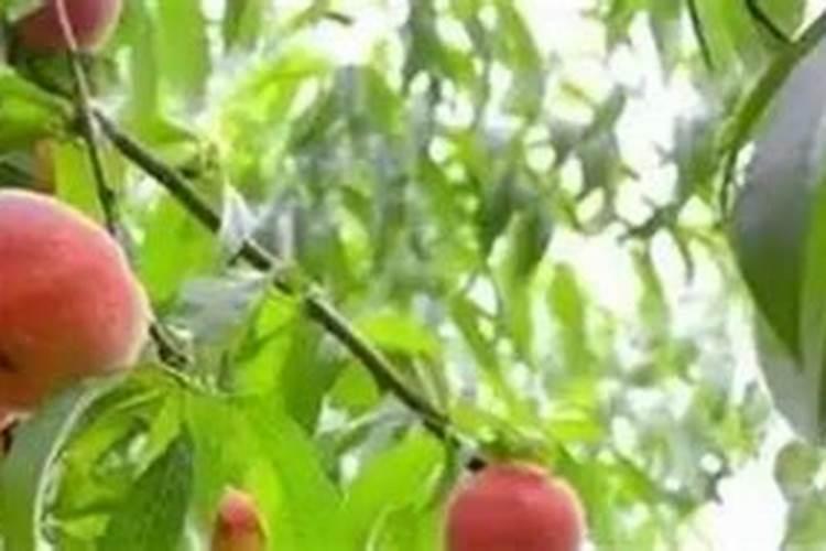 桃树用什么肥料最好