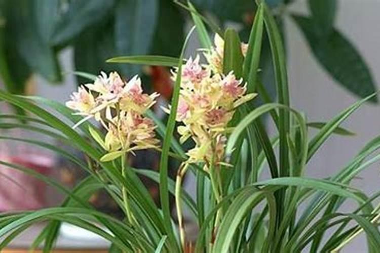 芸苔素多久喷一次