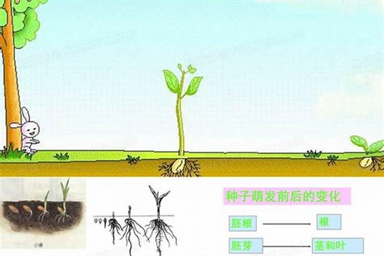 植物缺硼的主要症状