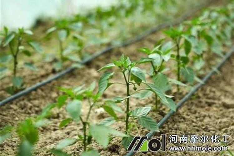 辣椒枯萎病特效药 是什么原因引起的