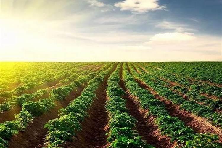 豆科植物为什么能肥田