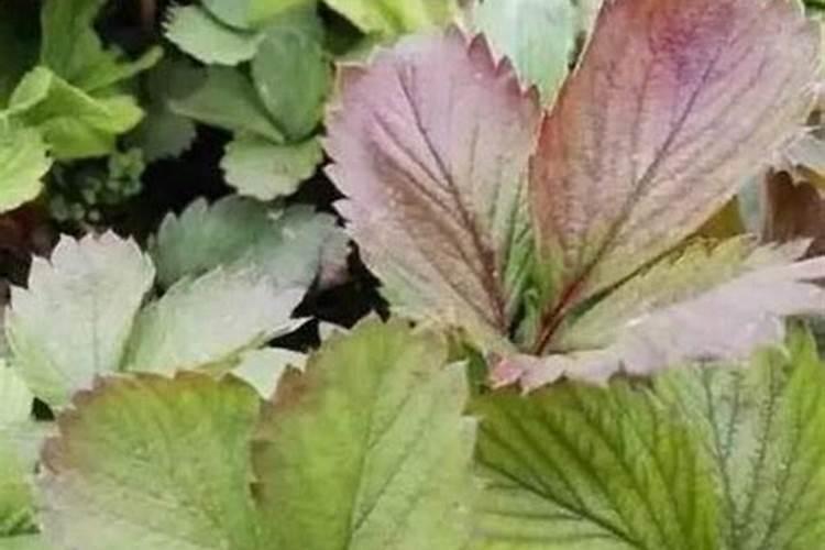 草莓怎么施肥才好？