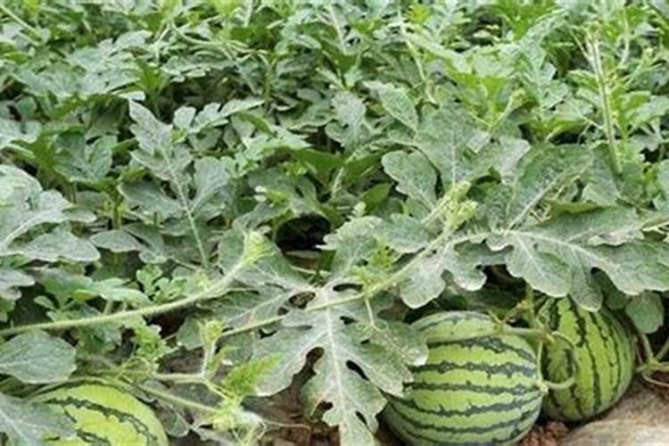 种植西瓜用什么肥料最佳