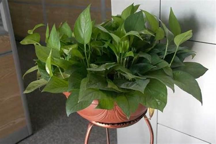 种植中药材,为什么要科学施肥