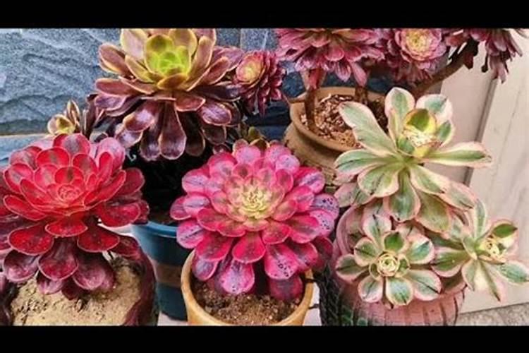 黑法师怎么养都不爆头怎么办 需要注意些什么