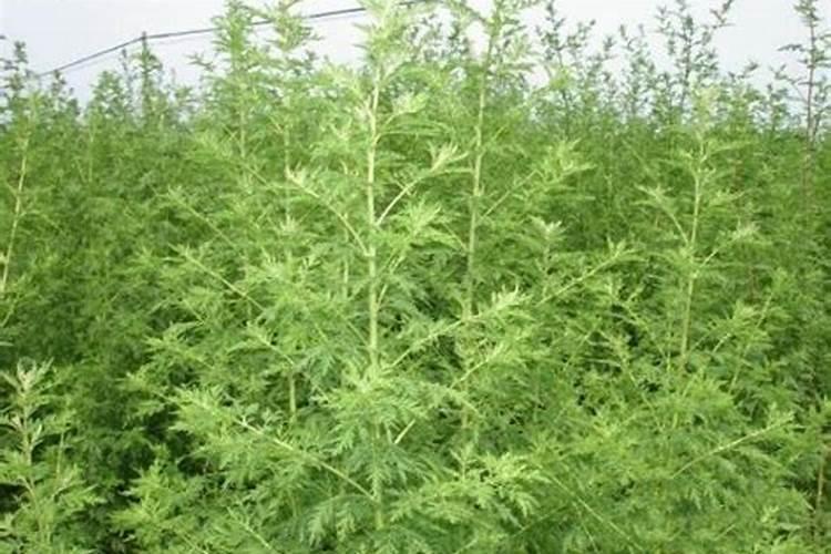 给造型菊青蒿浇水怎样浇