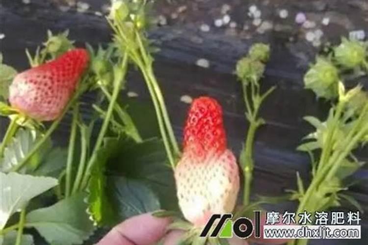 大棚草莓叶子出现边缘糊了要打什么药