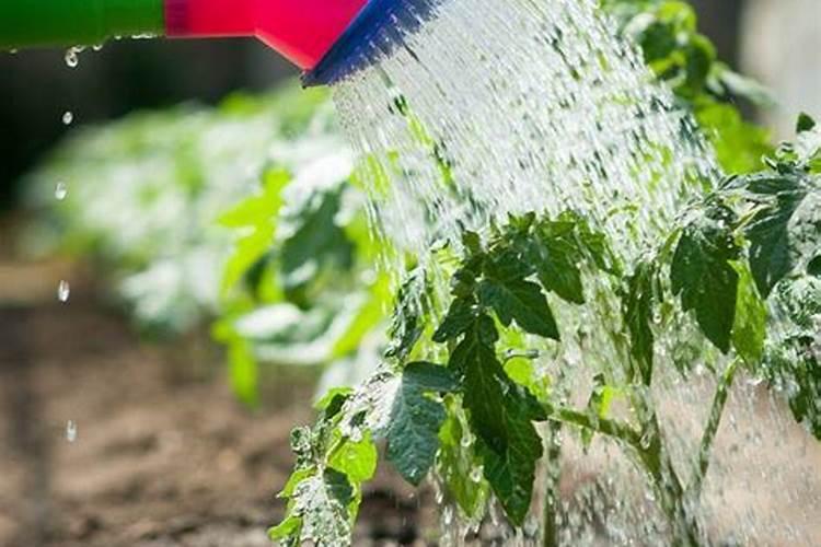 西红柿打什么叶面肥好