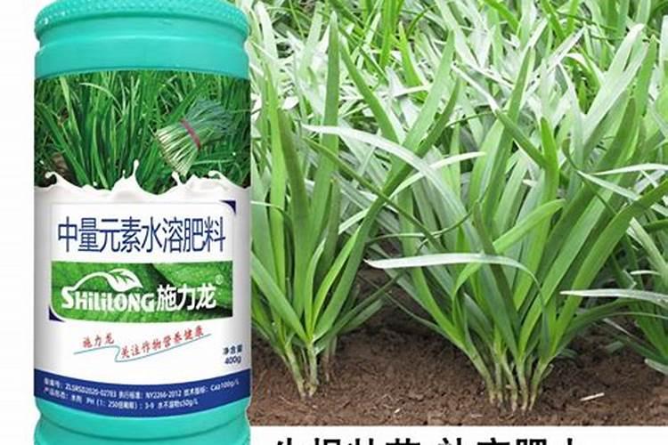 韭菜用什么肥料长的旺？腐植酸水溶肥怎么样？高产田间管理怎么做好