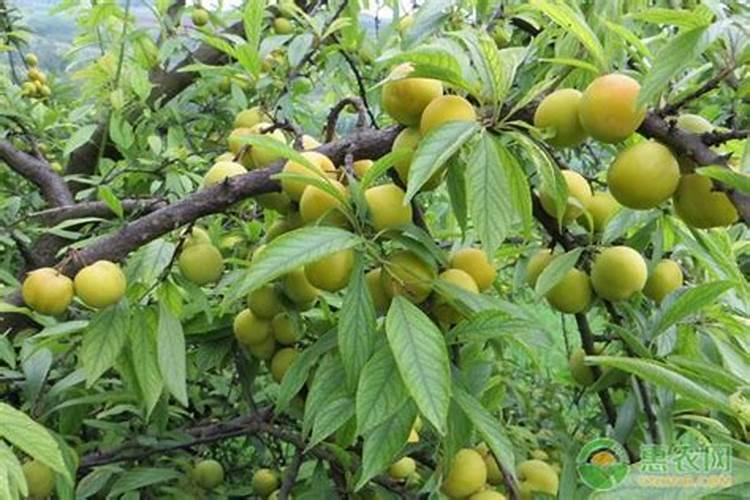 李子树什么时候施肥最好,应该注意什么？