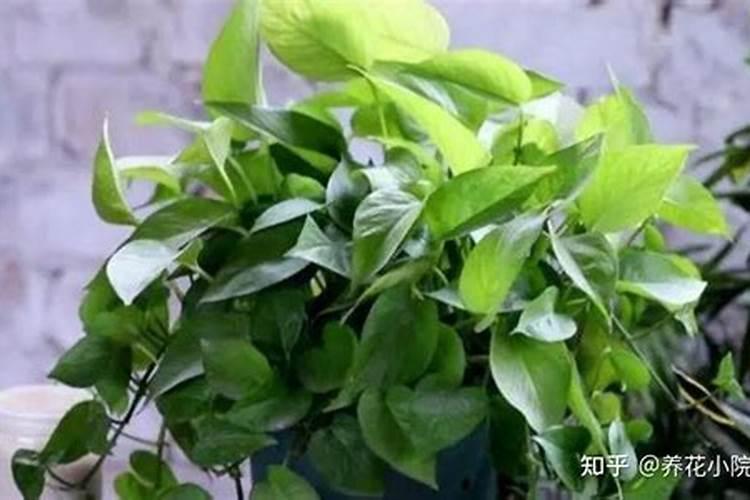 冬天绿萝怎样安全过冬