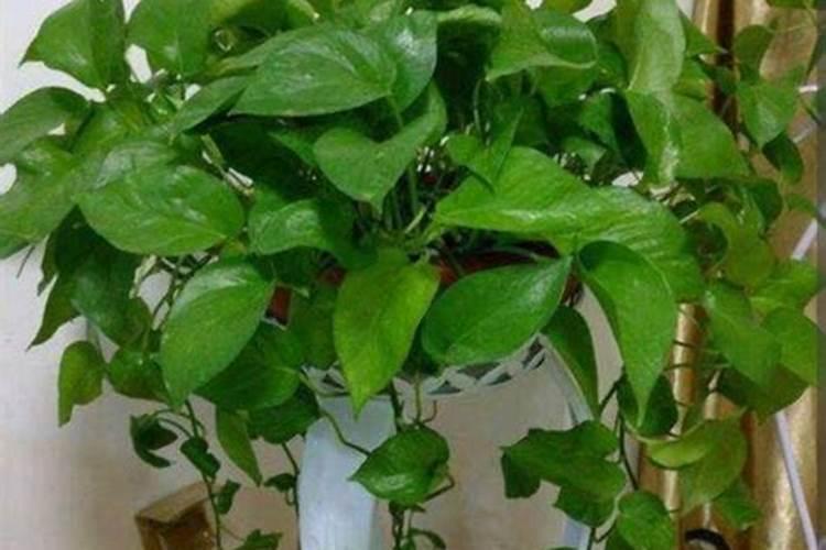 四季常青喜阴藤蔓植物有哪些