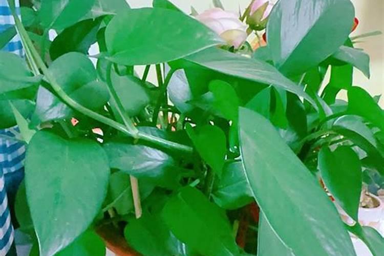 北方春季室内种植花草养护知识