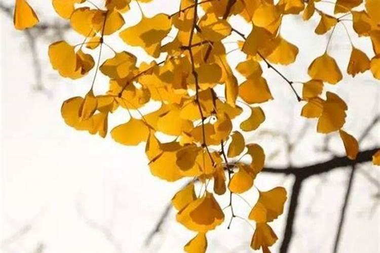 银杏常见病虫害及防治方法有哪些？