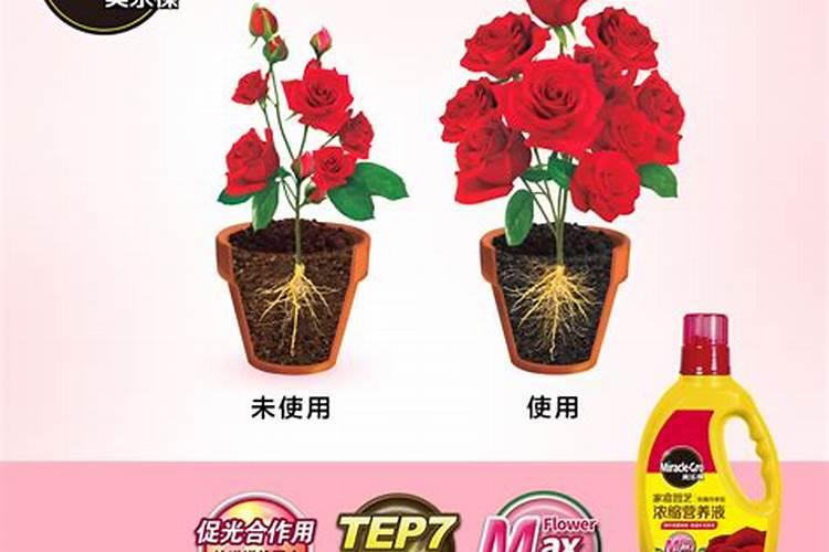 刚种的月季花刚出芽能浇营养液吗？