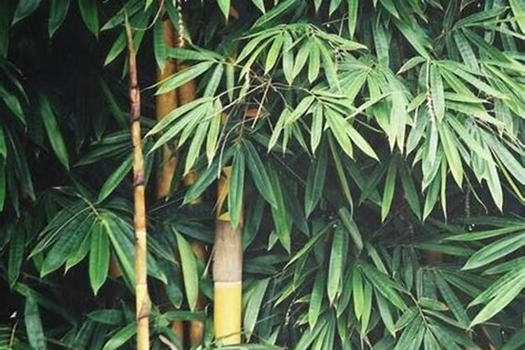 竹子怎样施肥浇水
