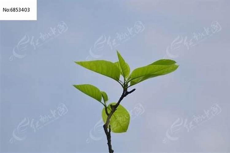 刚移植的树苗喷什么提高成活