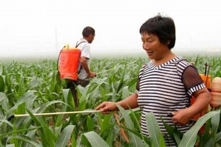 浇什么肥料让红薯长得粗壮长得快