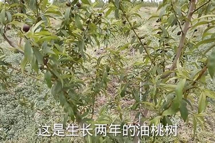 桃树打什么药长得好又高产