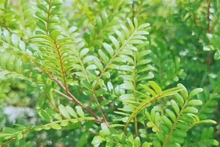 清香木用什么土养好