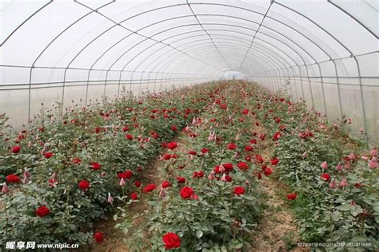 玉米打药后几小时下雨不怕 什么时候打药打几遍药