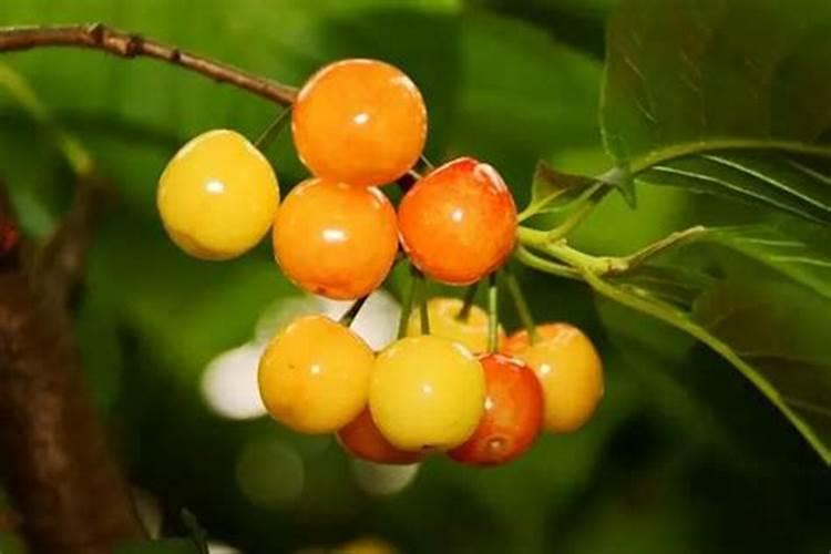 樱桃树种植施肥浇水有技巧