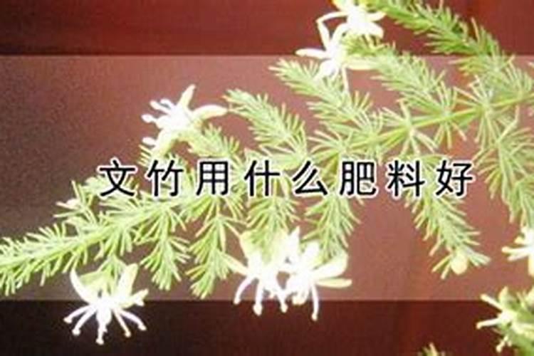 文竹浇什么肥料合适