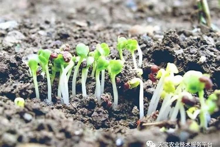 磷酸二氢钾在蔬菜上怎么用化肥料o？