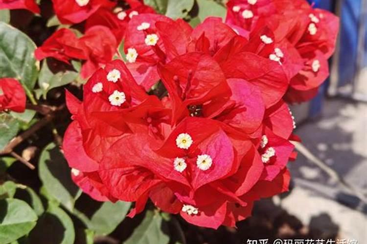 磷酸二氢钾适合哪些花