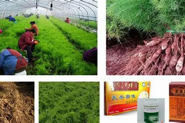 天冬用什么土种植