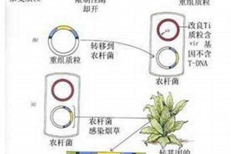 什么是叶面肥？