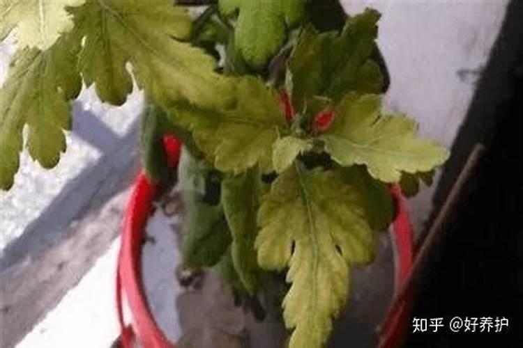 氮肥可以兑水浇花吗