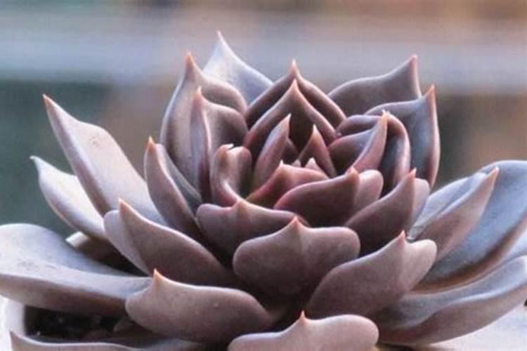 黑王子开花后怎么处理,开花后怎么养