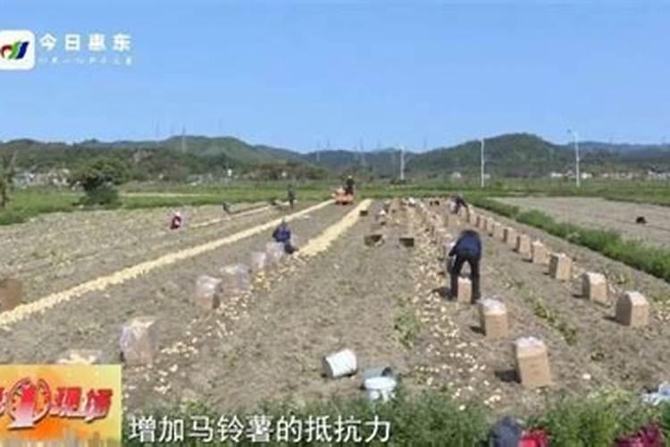 防霜冻的十大绝招