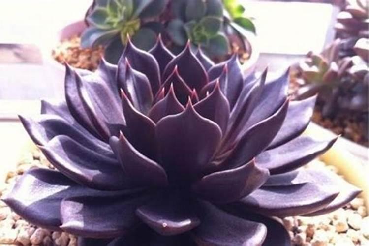 多肉植物黑王子怎么养