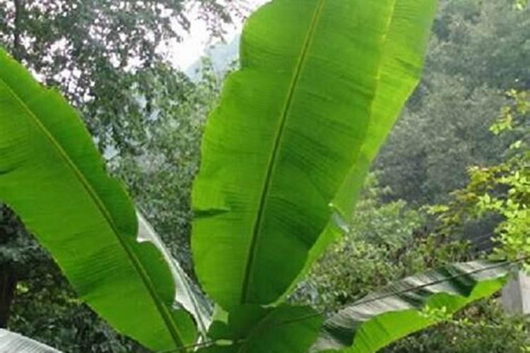 大香伊人蕉在线观现在香蕉抽蕾很久了可是蕉指一直膨大得很慢什么原因...