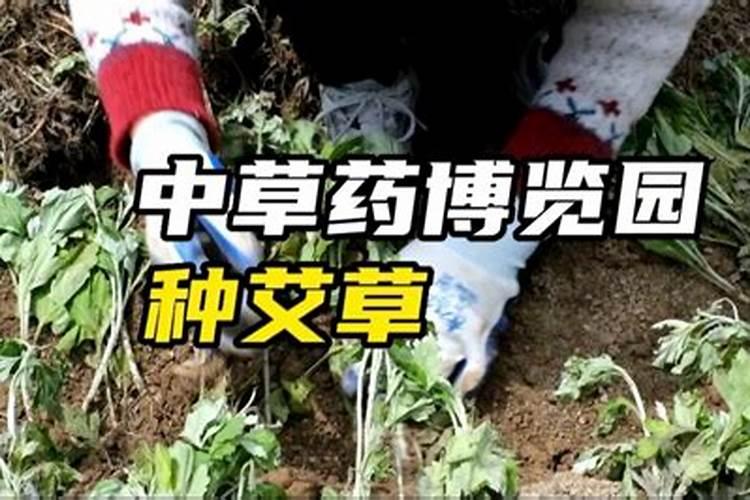 艾草怎么种 艾草如何种植