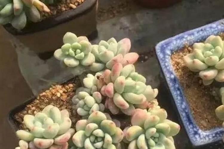 多肉施肥用什么肥料长得壮