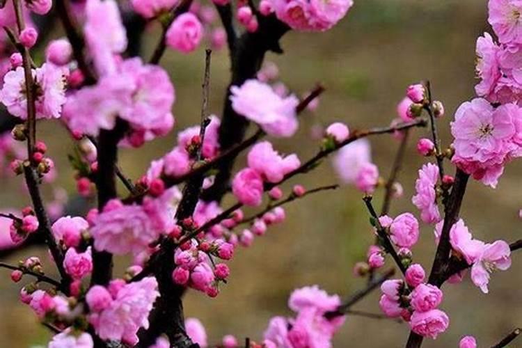 盆栽梅花的浇水施肥怎么养