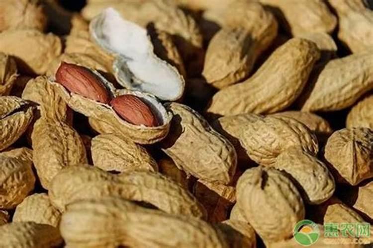 用什么植料养花方便又实用不积水不烂根