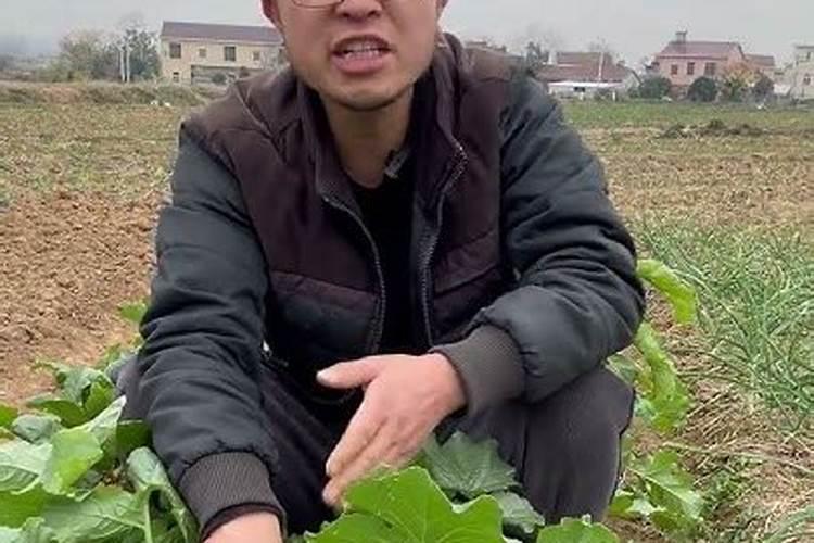 什么温度不能喷农药