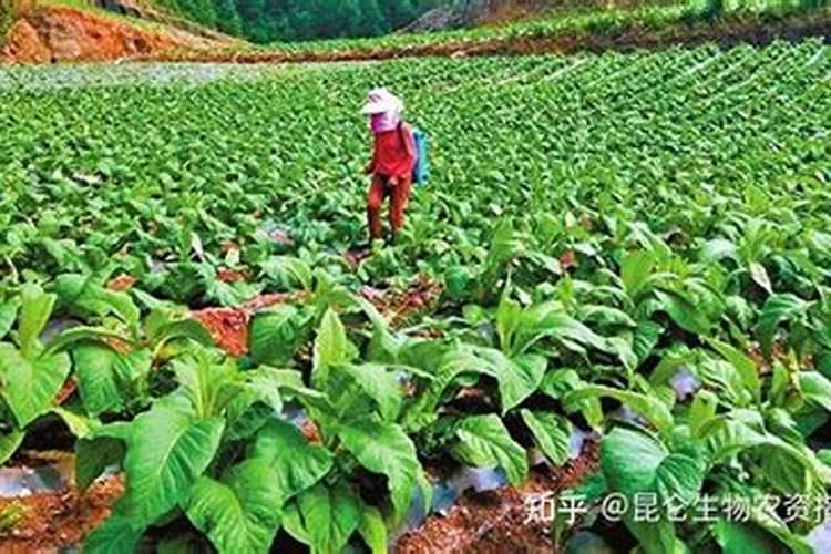 种烤烟用什么肥料好？