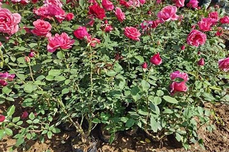 使月季开花施什么肥料