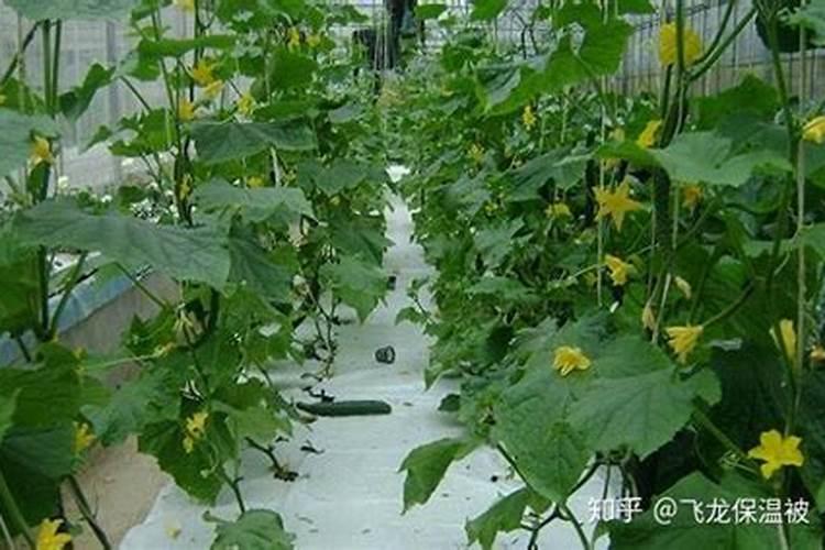 黄瓜喷醋浓度多少合适怎么配