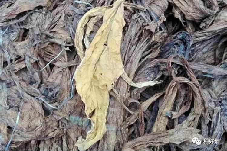 种烤烟用什么肥料好？