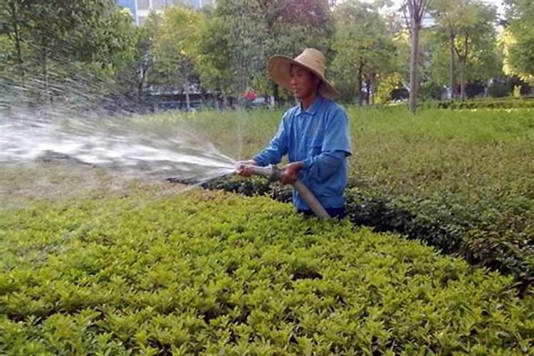 园林苗木什么时候施肥？