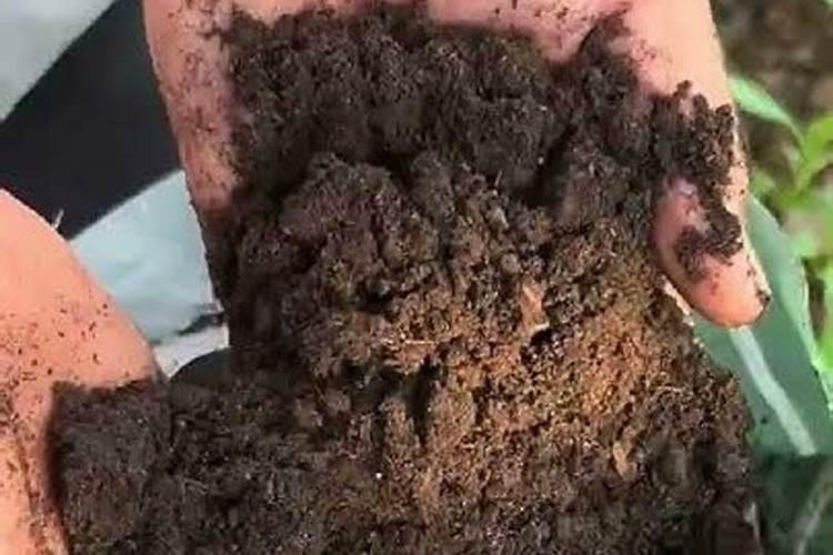 绿化肥料能不能种菜用