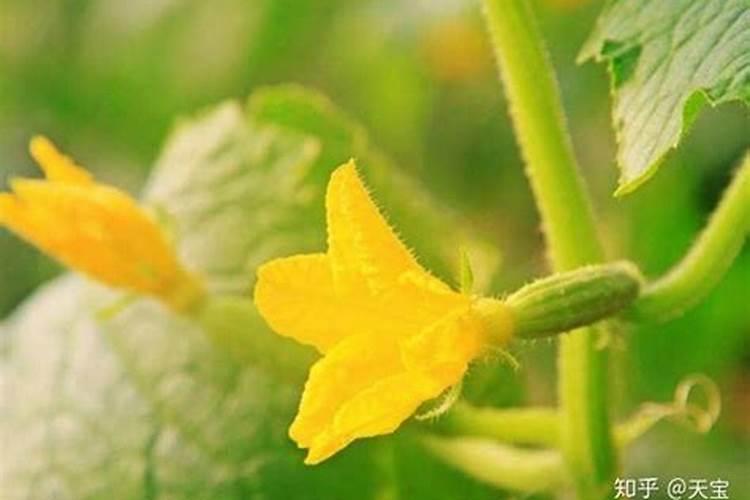 种植黄瓜想要增加雌花的数量,都有哪些技巧？