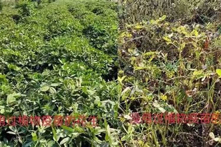 绿萝施肥怎么施(绿萝施肥的正确方法)