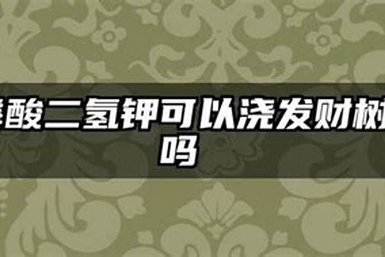 磷酸二氢钾可以浇发财树吗